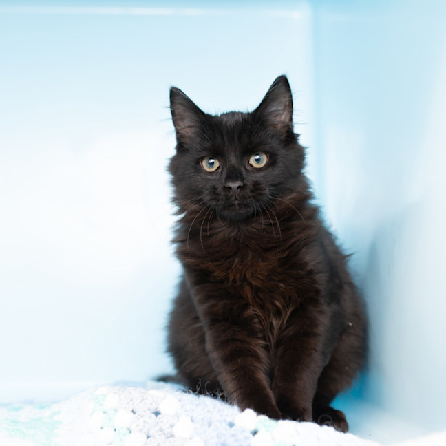 Photo of Albert Einstein