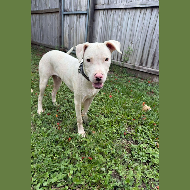 Photo of Hank