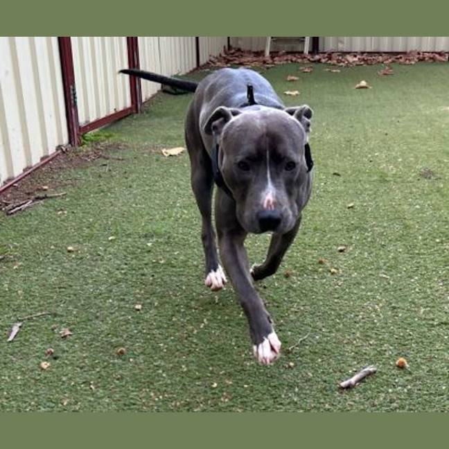 Photo of Milo