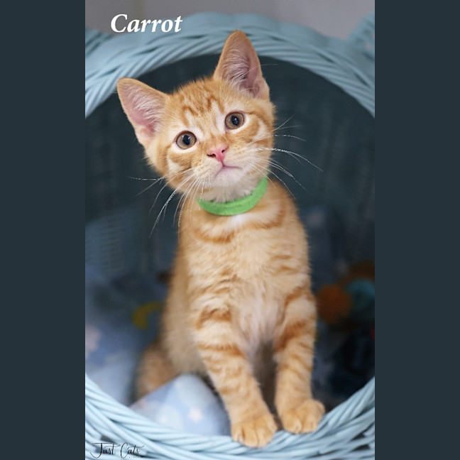 Photo of Carrot