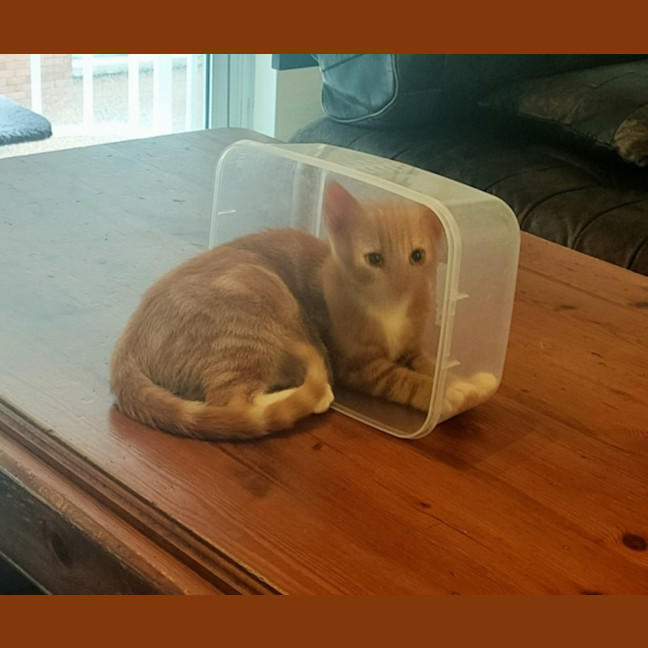 Photo of Peanut