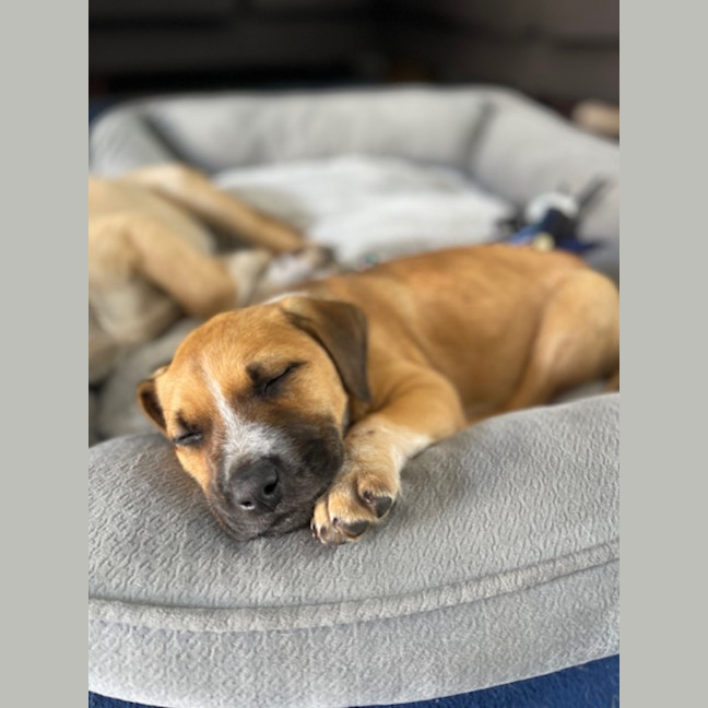 Photo of Billie   8 Week Old Mastiff X (Trial)