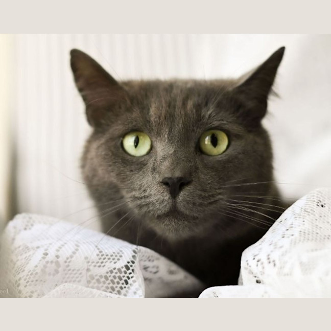 Photo of Hugo