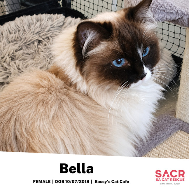 Photo of Bella