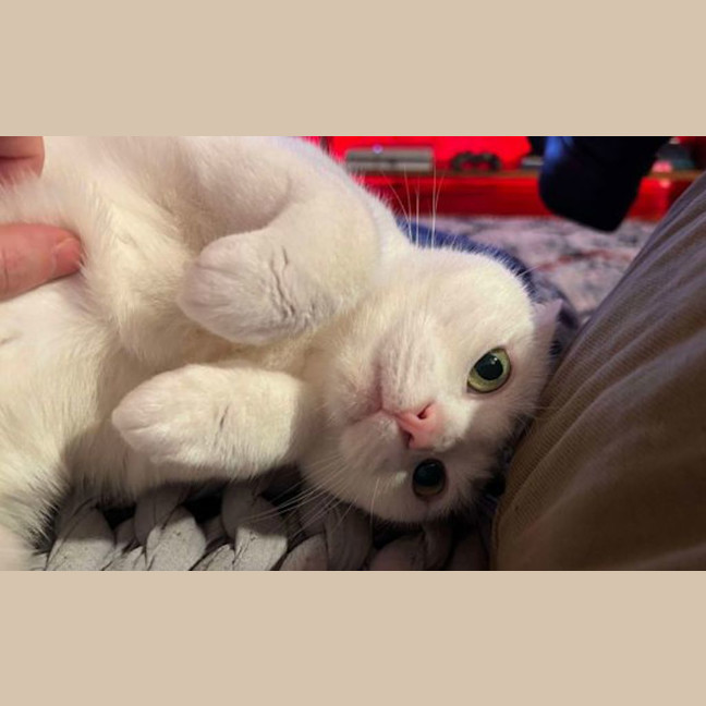 Photo of Mika