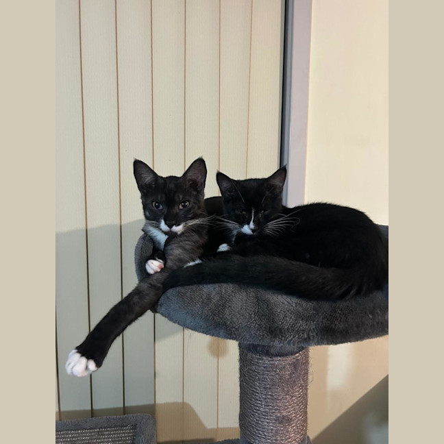 Photo of Socks And Mittens