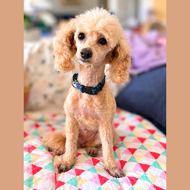 Photo of Lola
