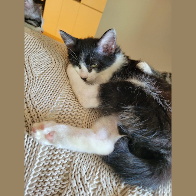 Photo of Winter  Available From 20/1