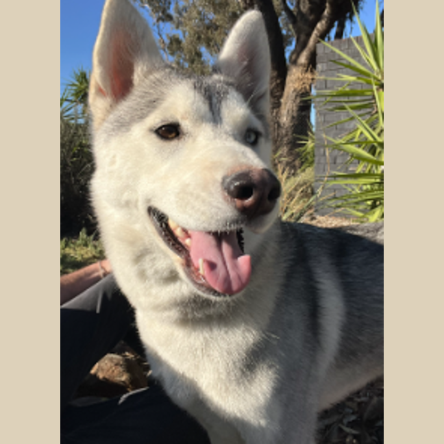 Photo of Winter Willow