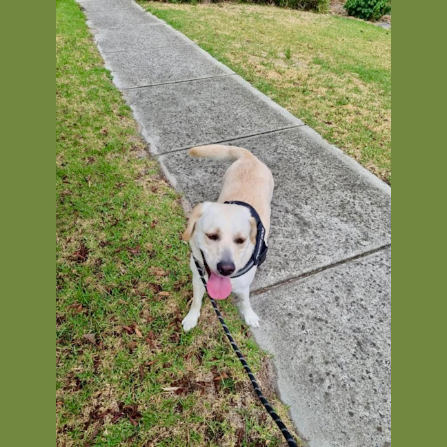 Photo of Rosie
