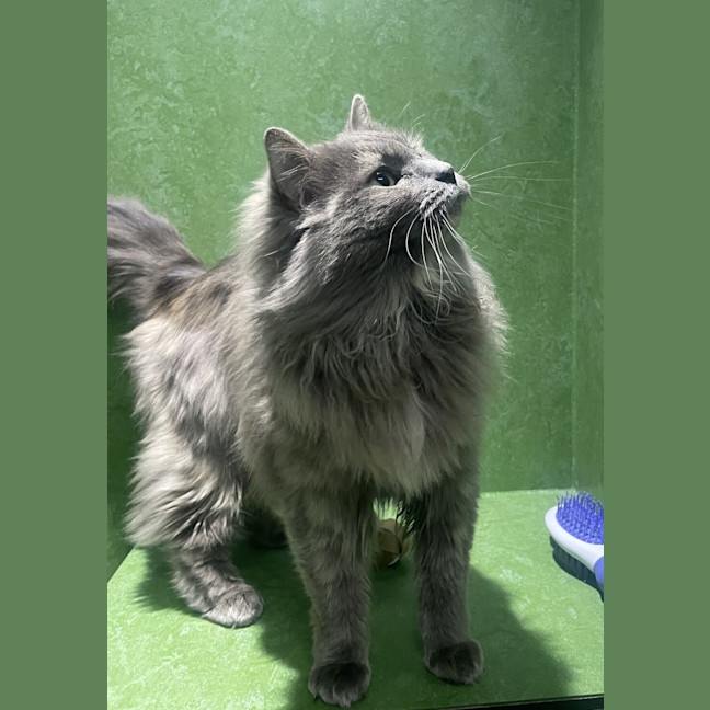 Photo of Evangeline 