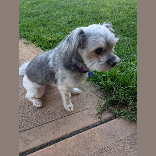 Photo of Arlo   2 Year Old Maltese X