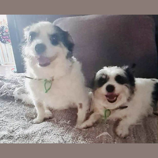 Photo of Scruffy And Bozzi