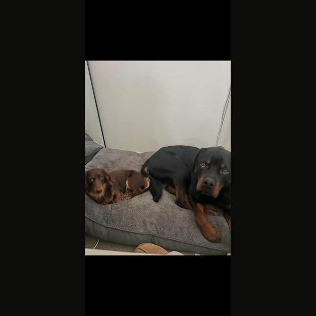 Photo of Bear