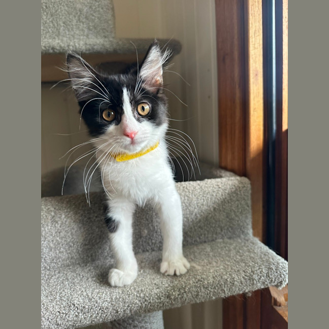 Photo of Pickle