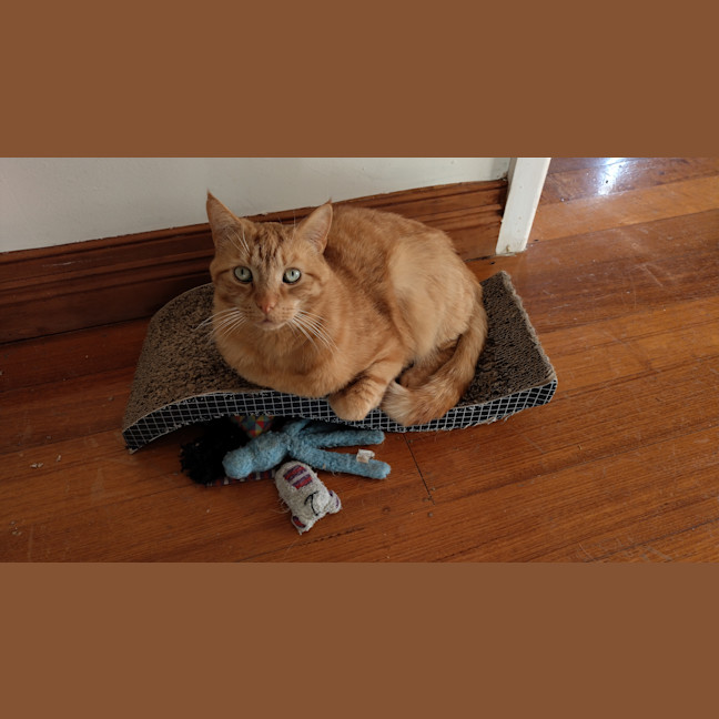 Photo of Ginger (Gigi)