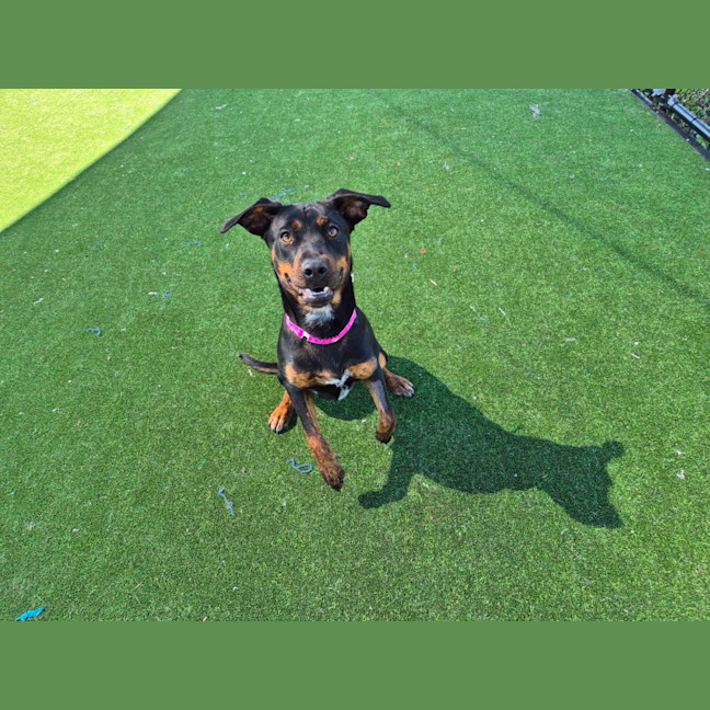 Photo of Rosa Imp 1309