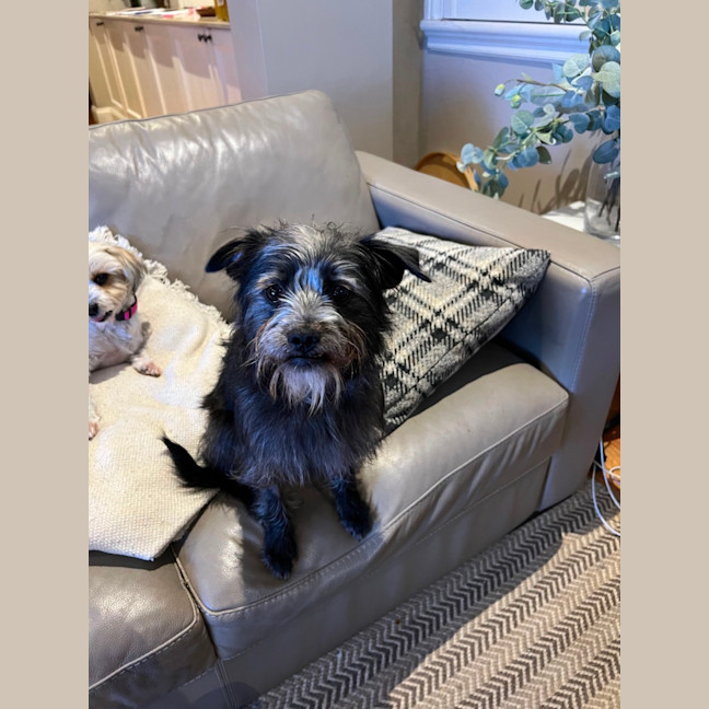 Photo of Jack (Aka Jack Sparrow)