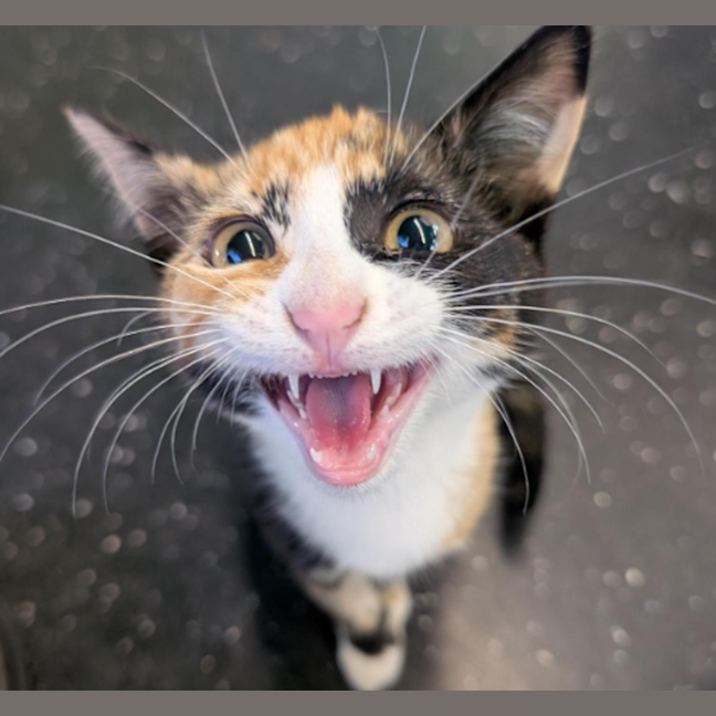 Photo of The Winged Dragon Of Ra