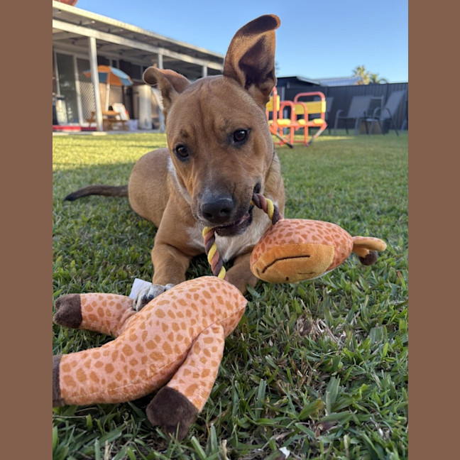 Photo of Tyson