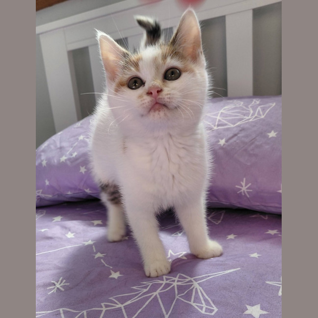 Photo of Ivy