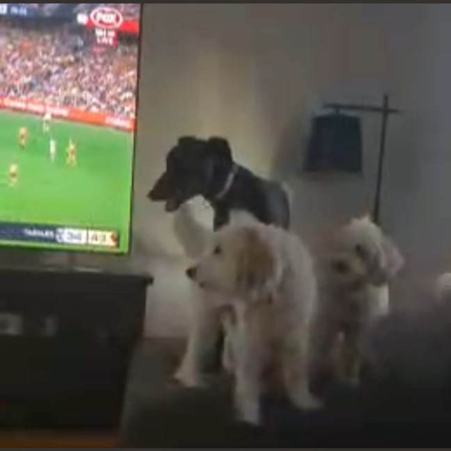 Photo of Saoirse   (Searcha)