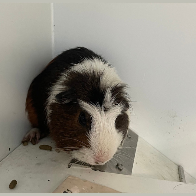 Photo of Captain Cavy (Bonded To Fuzzmeister)