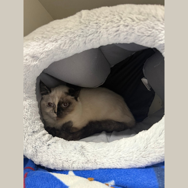 Photo of Maple