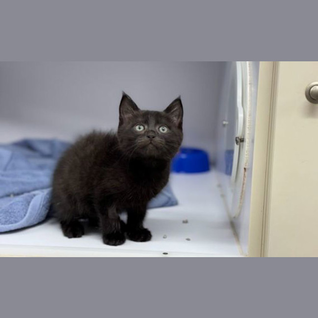Photo of Shadow