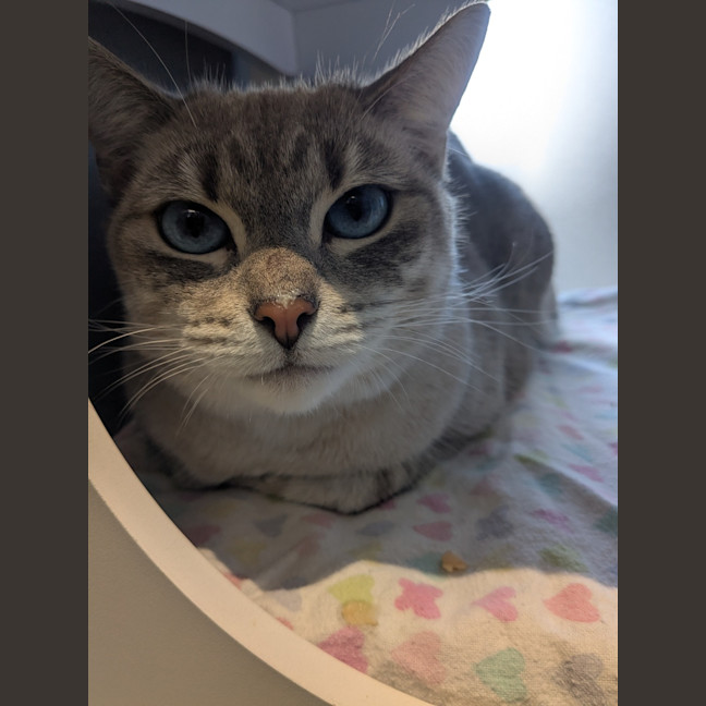Photo of Juniper