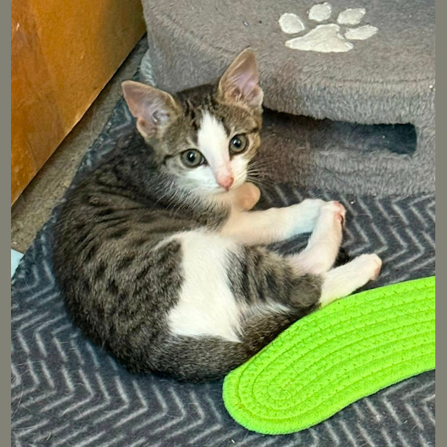 Photo of Kashii **2nd Chance Cat Rescue**