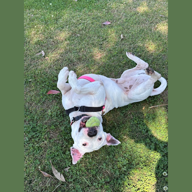 Photo of Dudley