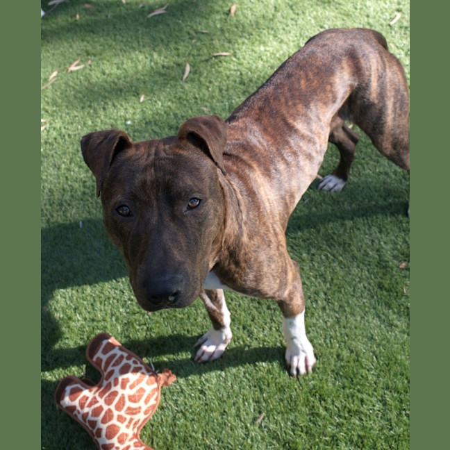 Photo of Duke 