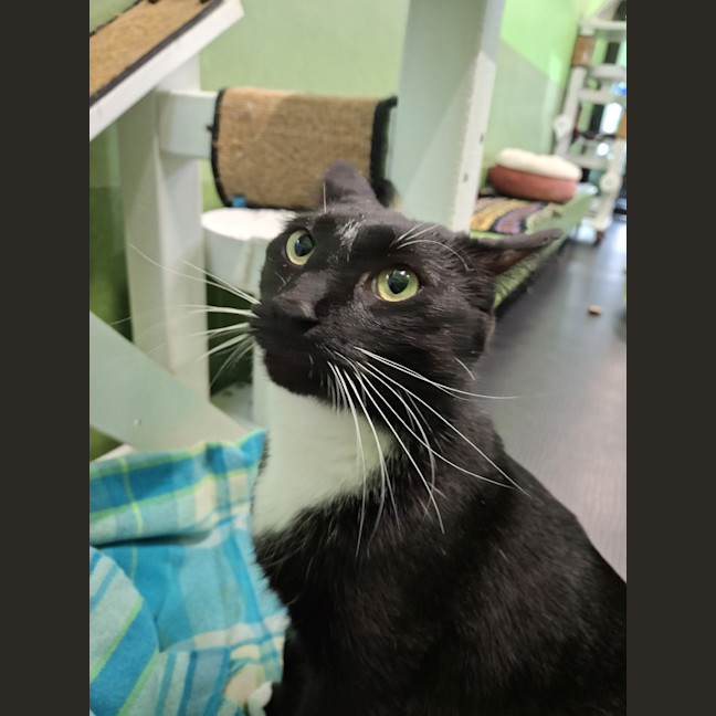 Photo of Maverick