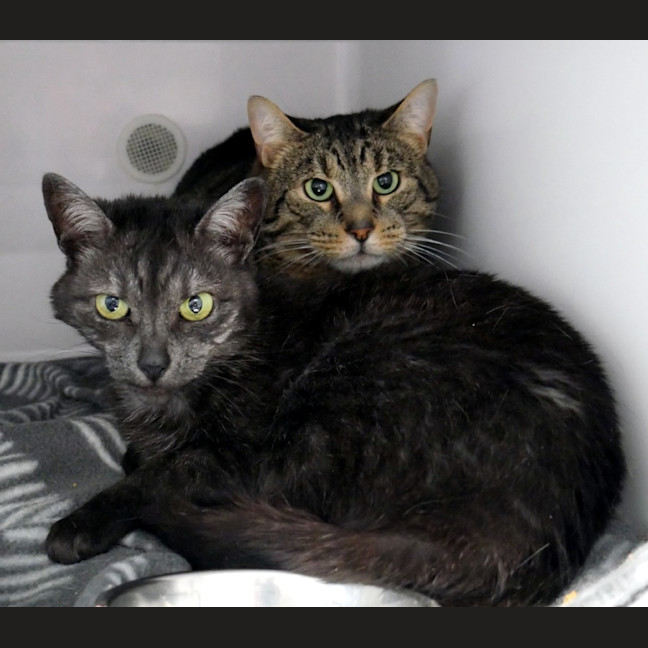 Photo of Tigga Sua014418 & Chip Sua014419