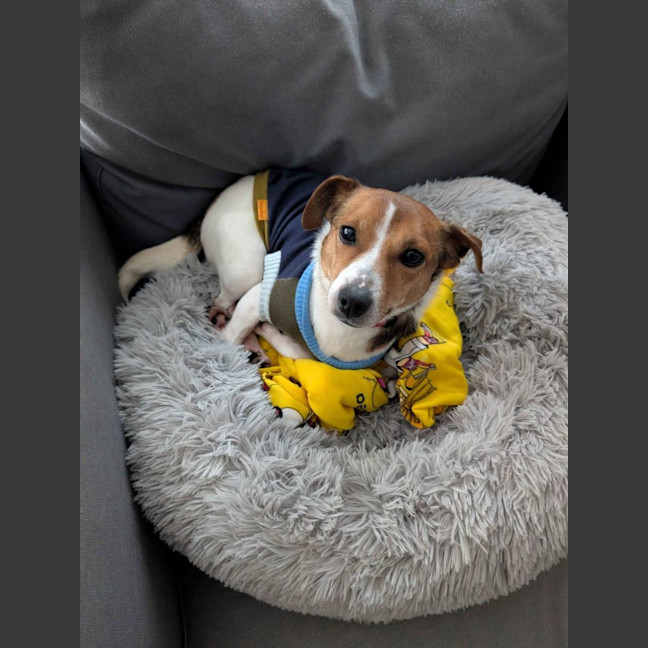 Photo of Bo