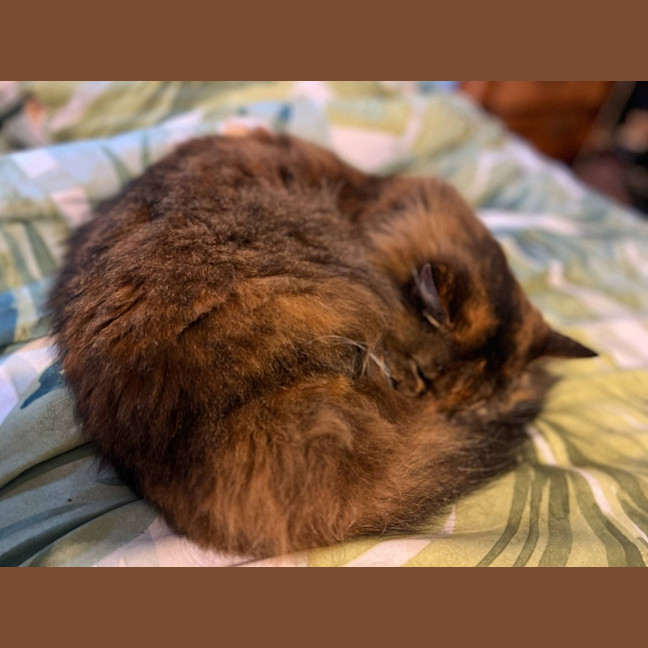 Photo of Shadow