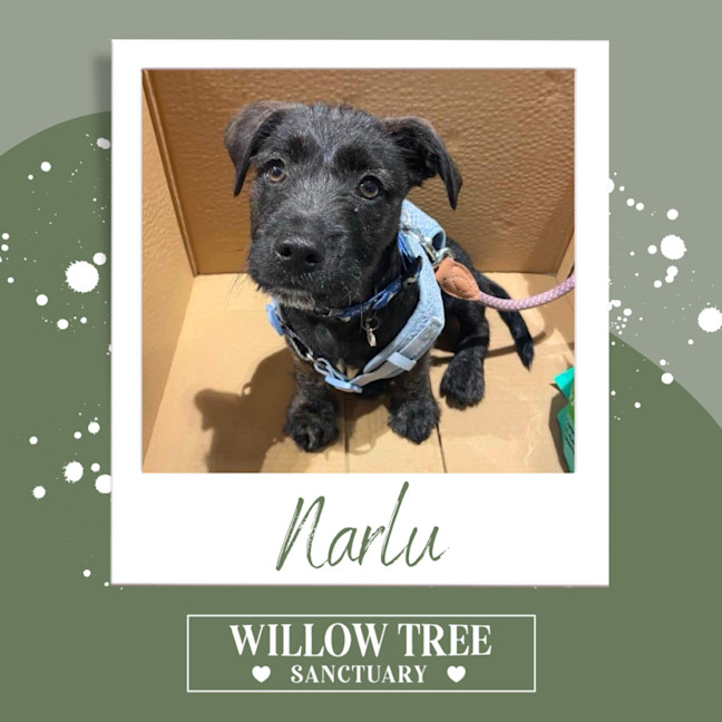 Photo of Narlu 