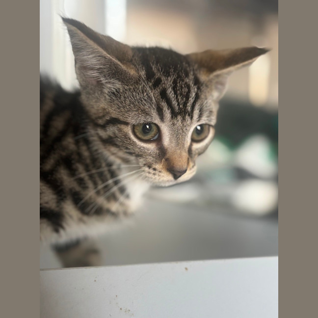 Photo of Cassius 