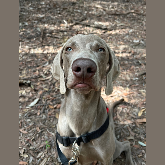 Photo of Willow