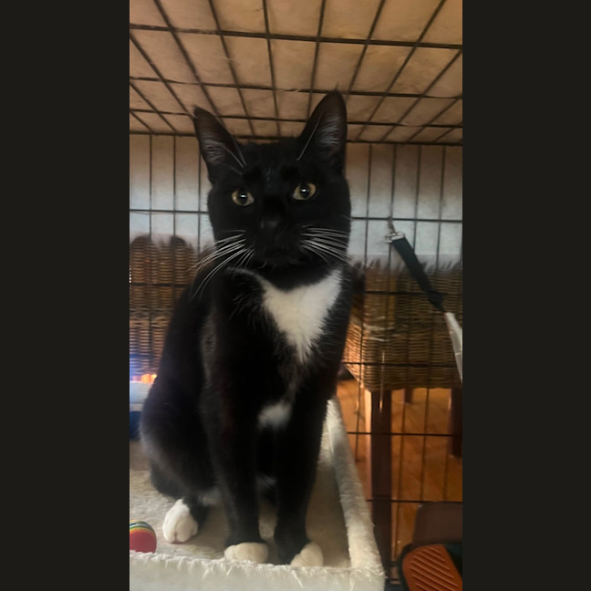 Photo of Sylvester