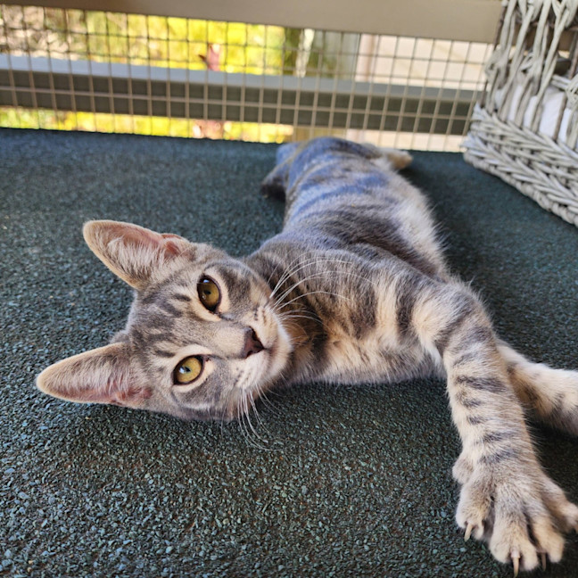 Photo of Blitzen