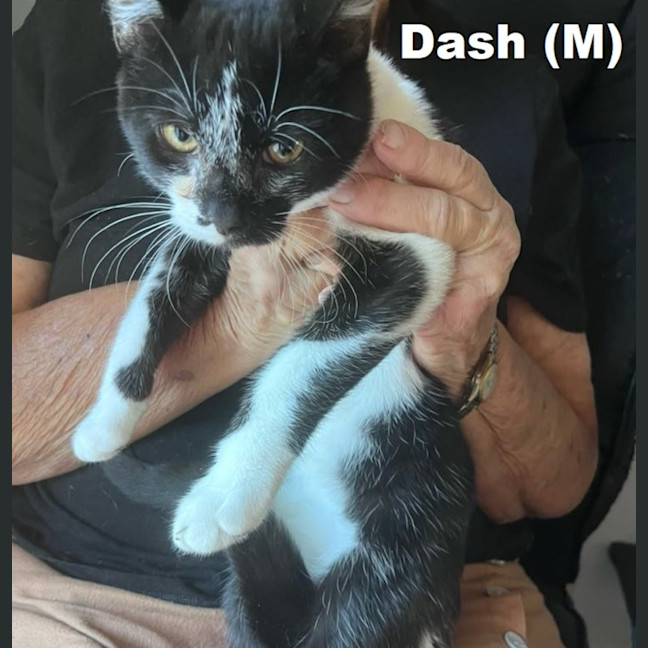 Photo of Dash