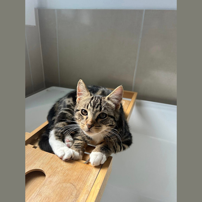 Photo of Sulley (Was Mogs)