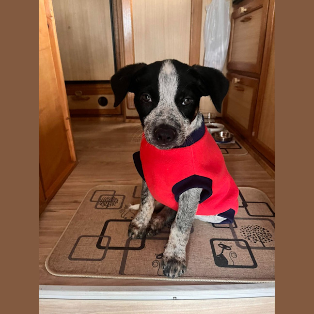 Photo of Ralphie (Now Dexter)