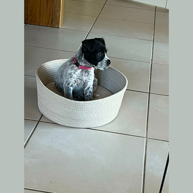 Photo of Evie