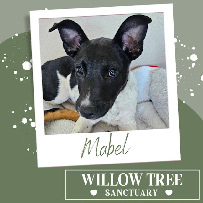 Photo of Mabel