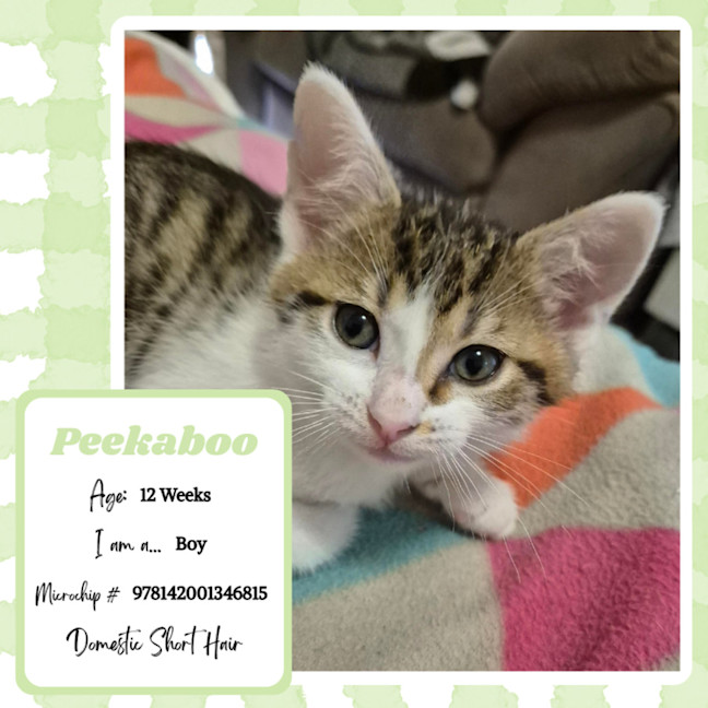 Photo of Peekaboo