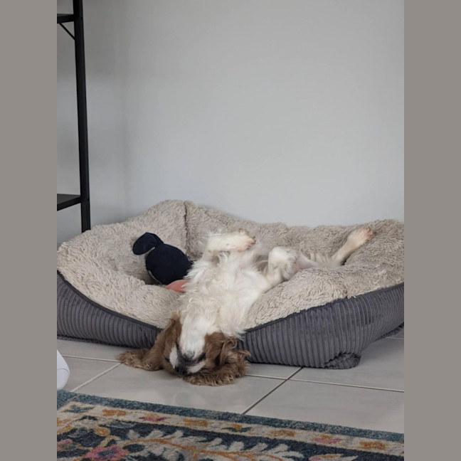 Photo of Millie