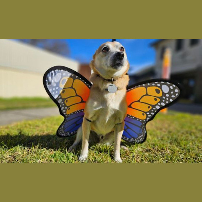 Photo of Lucky